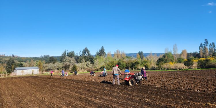 Agricultores de Prodesal plantaron de 3 mil kilos de semilla de papas