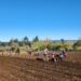 Agricultores de Prodesal plantaron de 3 mil kilos de semilla de papas