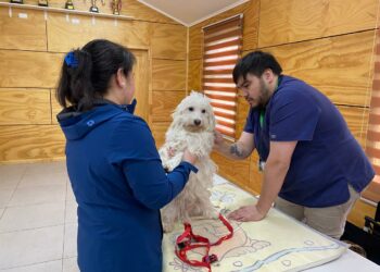 Municipio reitera llamado a la tenencia responsable de mascotas