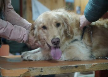 Operativo sanitario favorece a mascotas en Nercón Alto