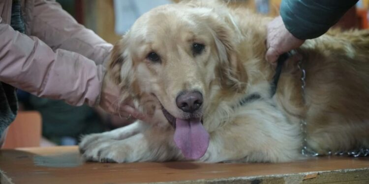 Operativo sanitario favorece a mascotas en Nercón Alto