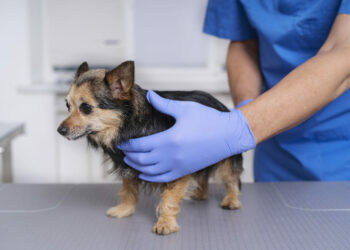 Municipalidad de Castro presenta masivo plan de esterilización de mascotas para el 2026