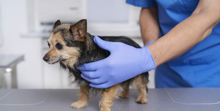 Municipalidad de Castro presenta masivo plan de esterilización de mascotas para el 2026