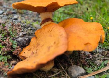 Festival Isla de Hongos abre la temporada otoñal en Chiloé con amplia programación en Castro