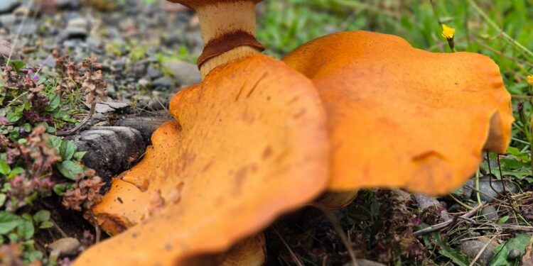 Festival Isla de Hongos abre la temporada otoñal en Chiloé con amplia programación en Castro