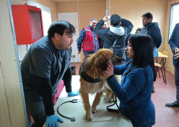 Castro refuerza la tenencia responsable con operativos veterinarios gratuitos