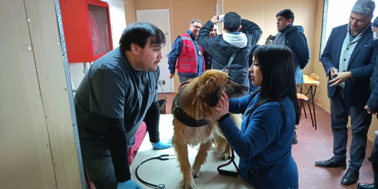 Castro refuerza la tenencia responsable con operativos veterinarios gratuitos