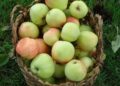 Tercer Seminario de la Manzana Chilota invita a poner en valor este patrimonio agrícola de Chiloé