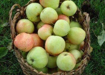 Tercer Seminario de la Manzana Chilota invita a poner en valor este patrimonio agrícola de Chiloé