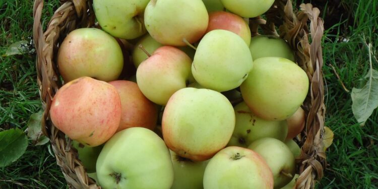 Tercer Seminario de la Manzana Chilota invita a poner en valor este patrimonio agrícola de Chiloé