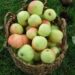 Tercer Seminario de la Manzana Chilota invita a poner en valor este patrimonio agrícola de Chiloé